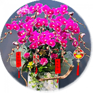 Lan hồ điệp